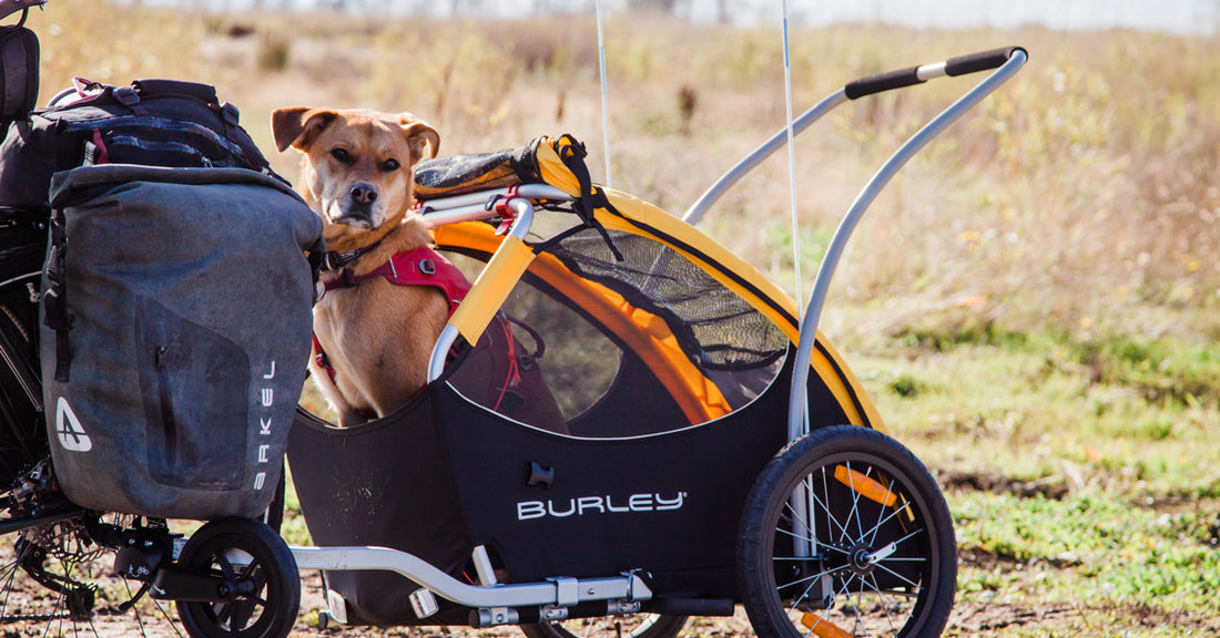 Burley Tail Wagon Pet Trailer